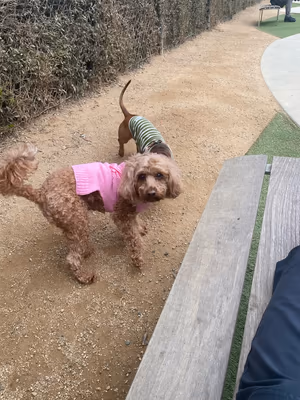 Dog Park at Airport Park photo 2
